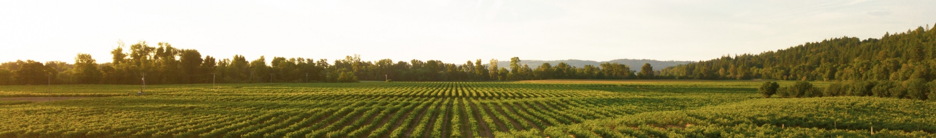 planted crop rows with blue sky