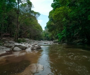 Water Stream Beside Trees