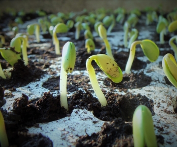 Growing Soy Bean Plants