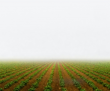 perspective view of a planted field with rows disappearing in the distance