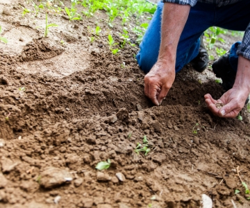 A person in blue jeans and plaid shirt plants seeds into the ground