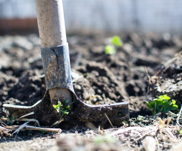 A shovel digging in dirt with sporadic small green plants growing