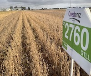 BASF Credenz Soybean Field