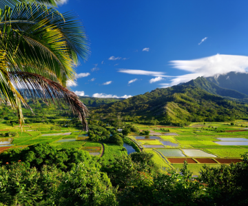 Hawaii fields