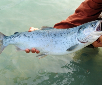 bioengineered salmon