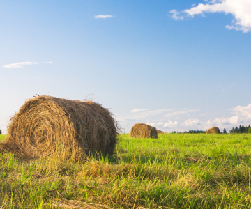 Hay Field