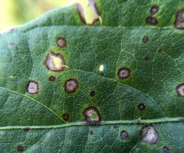 Frogeye leaf spot