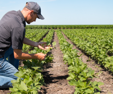 farmer in field.png