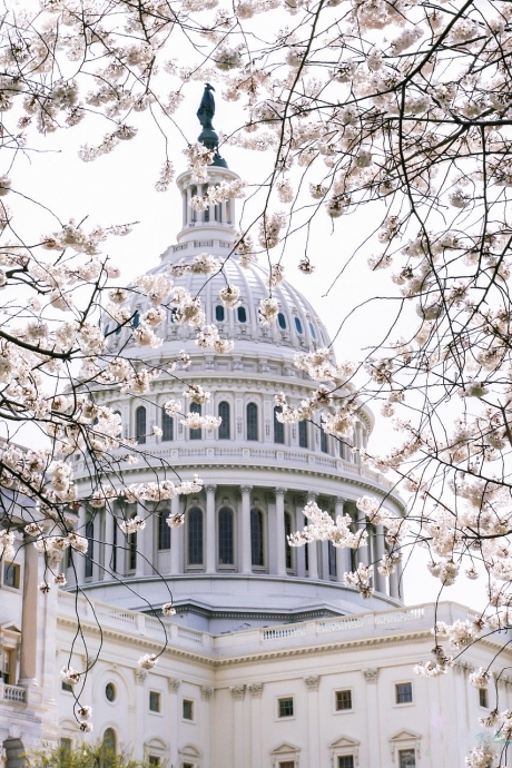 View of US Capitol Building through cherry blossom tree