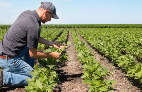 farmer in field.png